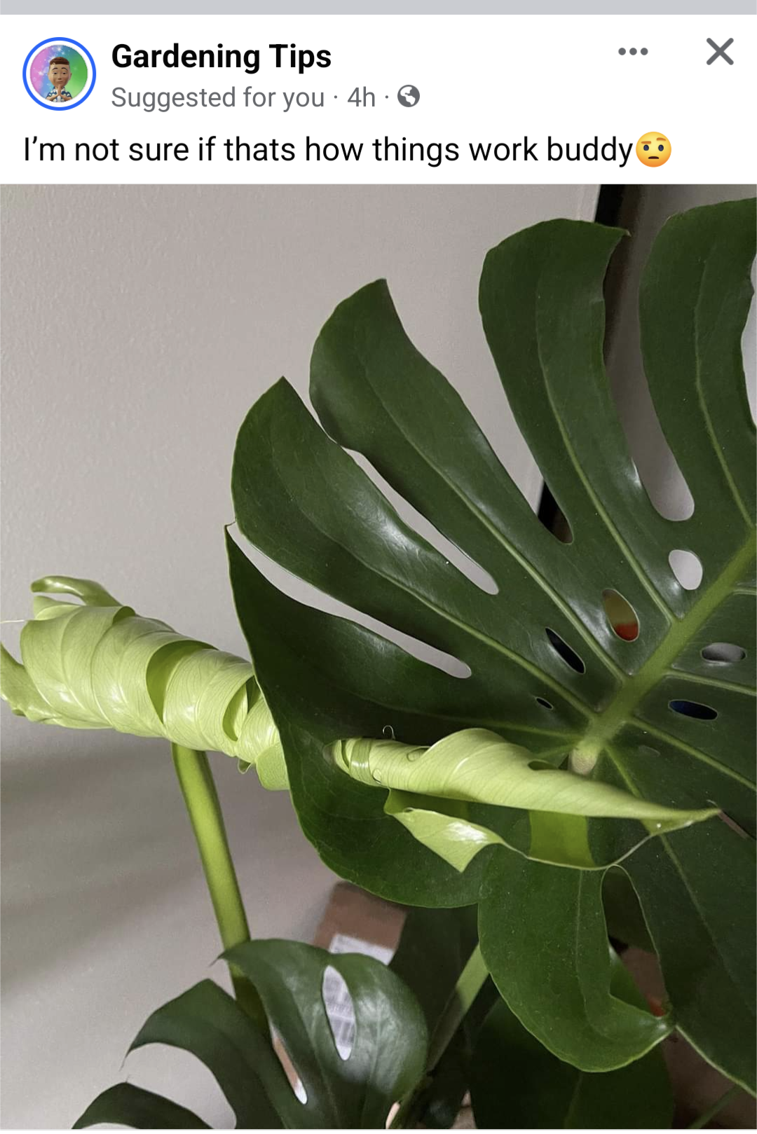 A monstera plant, where one of its unfurled leafs is piercing into another leaf's fenestration